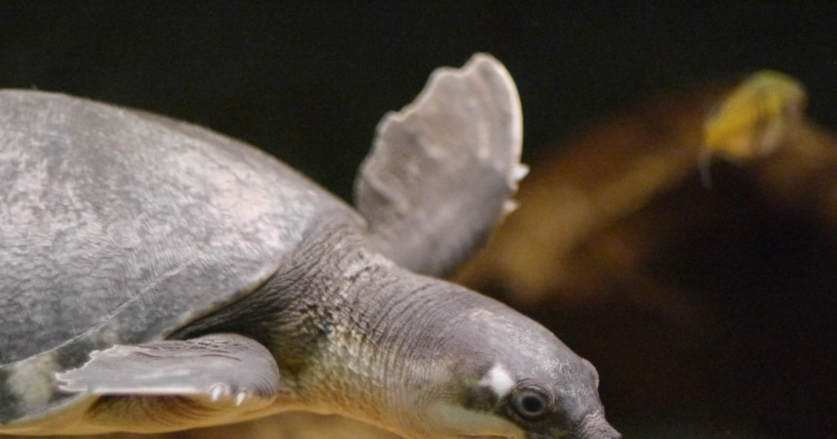 Rùa sông mũi lợn: Hóa thạch sống hiếm hoi của loài cổ đại