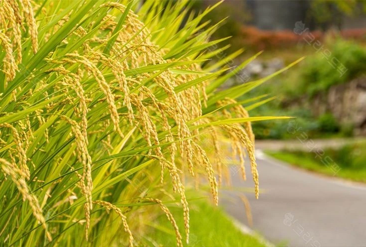 Loài cây trồng cổ xưa mang ý nghĩa văn hóa và sinh thái quan trọng