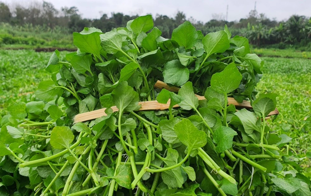 Lợi ích tuyệt vời của rau cải xoong