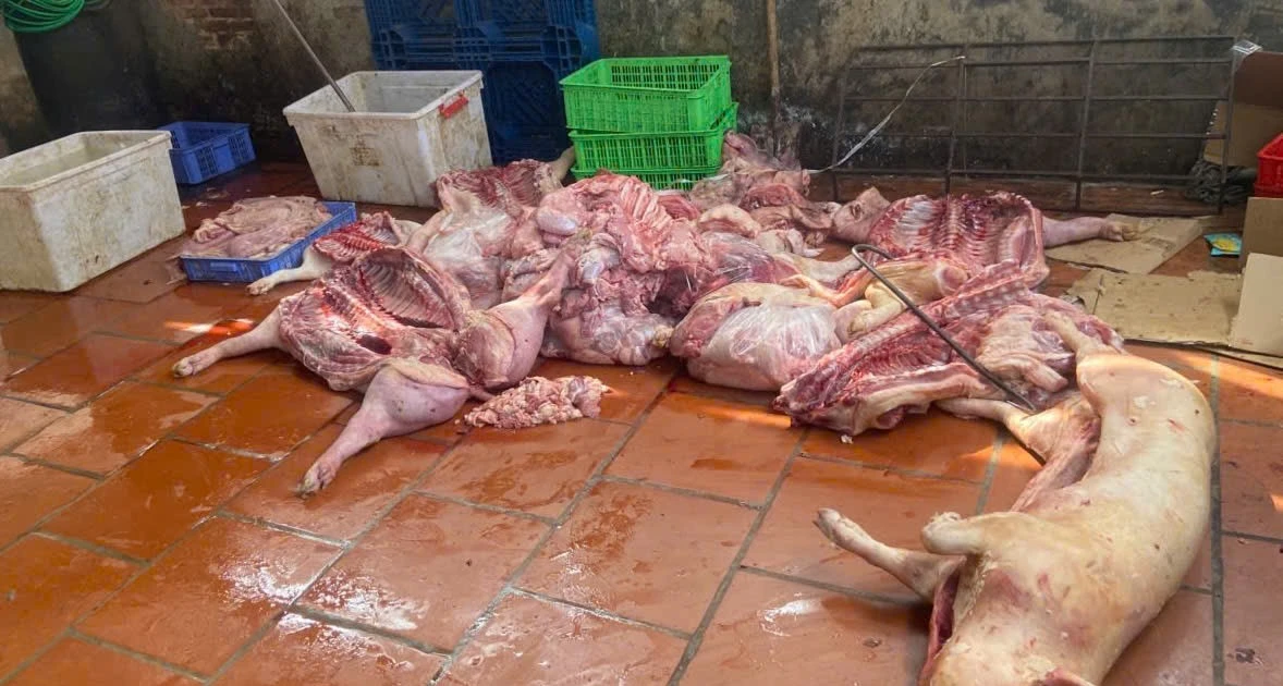 Phát hiện lợn chết, thực phẩm bẩn tại Hưng Yên trong đợt kiểm tra đột xuất