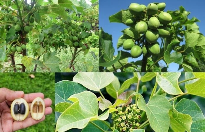 3 trẻ tò mò ăn quả lạ bị ngộ độc phải nhập viện cấp cứu