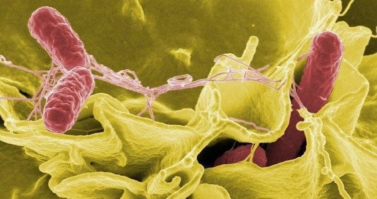 Thực phẩm nhiễm khuẩn Salmonella nguy hiểm thế nào?