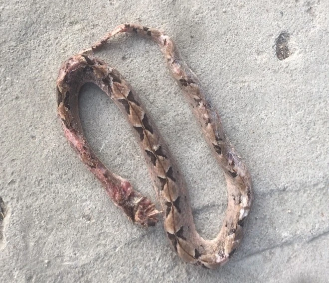 Cứu sống bệnh nhân bị rắn chàm quạp cắn