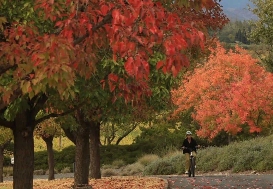 Ngắm cảnh sắc mùa thu tuyệt đẹp tại thung lũng ở California