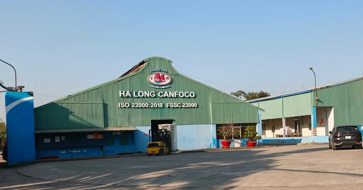 Trách nhiệm HaLong Canfoco vụ nhập 130 tấn thịt lợn nhiễm bệnh?