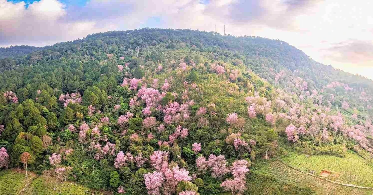 Lâm Đồng tổ chức Lễ hội Mai anh đào - Đà Lạt xuân 2026 từ ngày 16/1