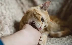 Bệnh viện cảnh báo sơ cứu sai cách với vết thương chó mèo cắn