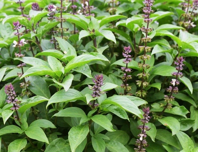 Bảo vệ sức khỏe mùa đông với húng quế