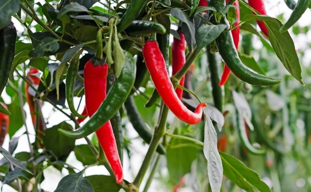 Lợi ích bất ngờ của ớt trong phòng bệnh, giảm cân