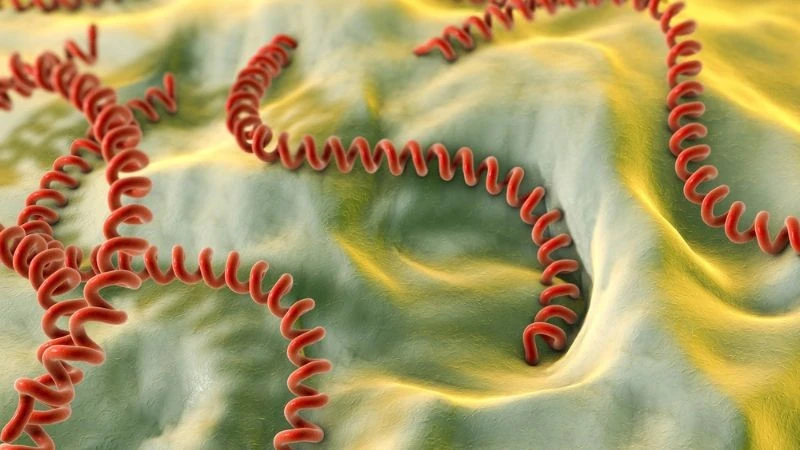 Chữa khỏi bệnh xoắn khuẩn vàng da sau 12 ngày điều trị tích cực