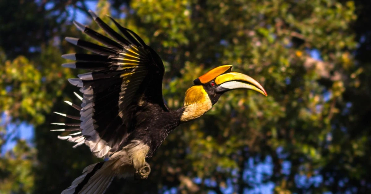 Chú chim chung thủy nhất thế giới, tặng quà tình yêu siêu ngọt ngào