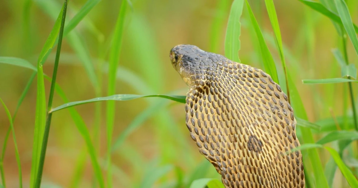 Các loại rắn hổ mang nổi bật ở châu Á và đặc điểm nhận dạng
