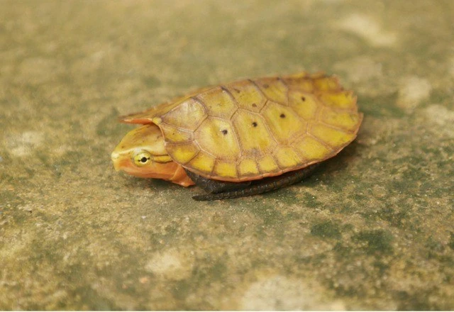 Khám phá loạt động vật quý hiếm vừa được phát hiện trong rừng Thanh Hóa