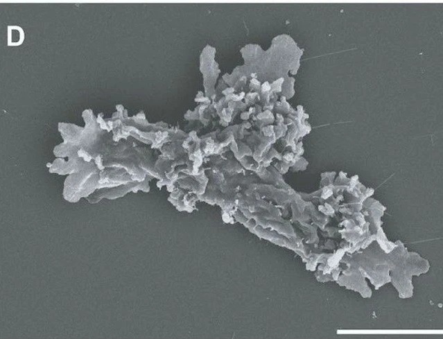 Sinh vật mới phát hiện có thể sống ở nhiệt độ cao kỷ lục
