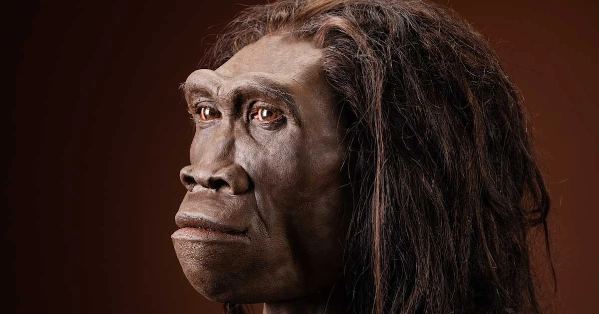 Phục dựng gương mặt Homo erectus 1,5 triệu tuổi hé lộ bí ẩn tiến hóa