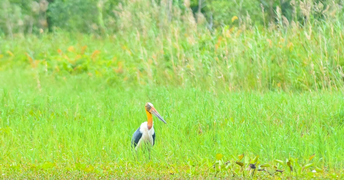 Vườn quốc gia U Minh Thượng ghi nhận sự phục hồi của già đẫy Java