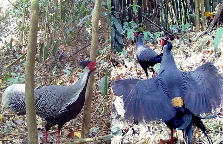 Bẫy ảnh rừng sâu bất ngờ phát hiện nhiều loài quý hiếm xuất hiện