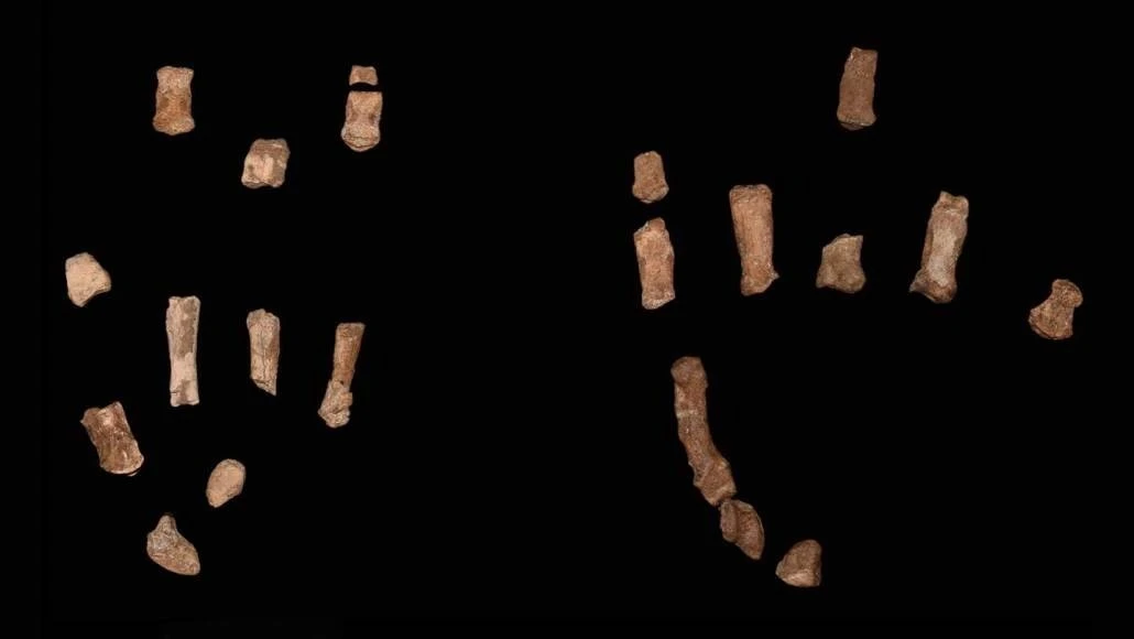 Mẫu bàn tay hóa thạch của người cổ đại hé lộ bí mật bất ngờ