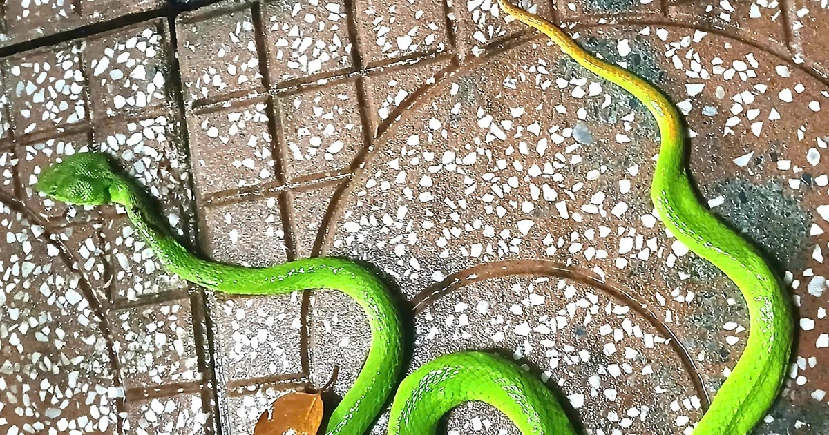 Rùng mình những lần rắn bò vào nhà dân