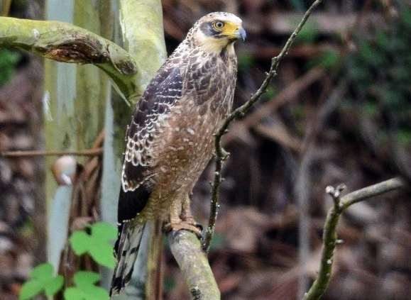 Phát hiện và cứu hộ chim diều hoa Miến Điện tại Quảng Trị