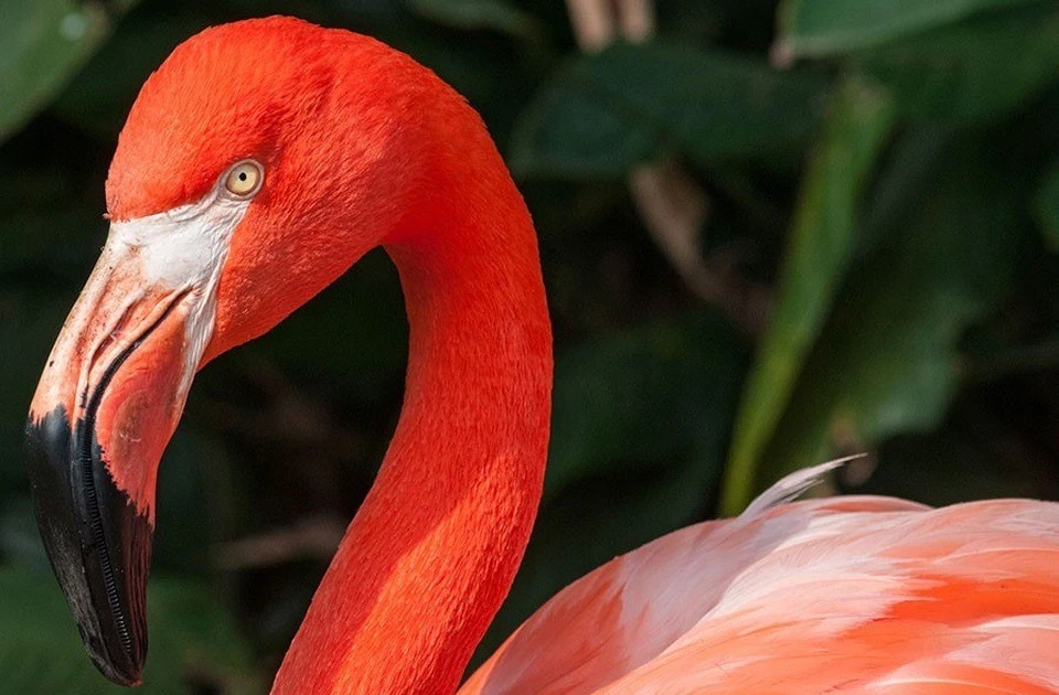 Vì sao chim hồng hạc sở hữu sắc hồng nổi bật đến kỳ lạ?