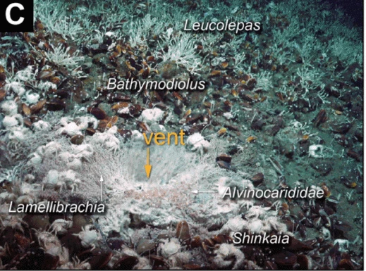 Khám phá bất ngờ ở đáy biển Papua New Guinea với hệ sinh thái lai độc đáo