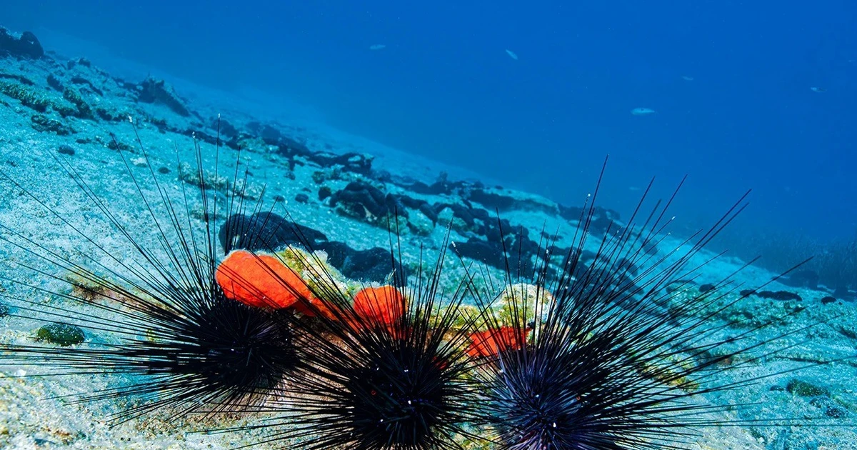 Các nhà khoa học truy vết nguyên nhân làm nhím biển chết hàng loạt bất thường