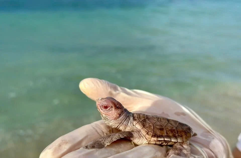 Ngắm 14 con rùa biển bạch tạng cực hiếm vừa chào đời ở Côn Đảo