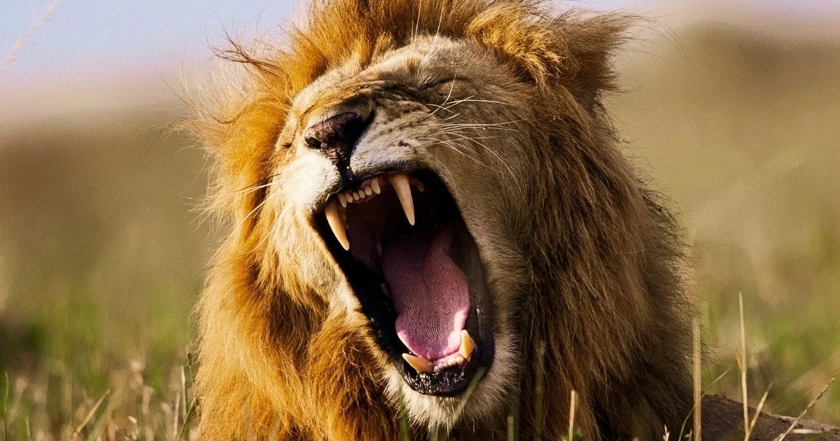 Phát hiện tiếng gầm trung gian của sư tử châu Phi qua AI