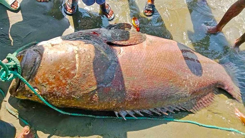 Ngư dân Bangladesh bắt được cá Bhola khổng lồ gần 200 kg