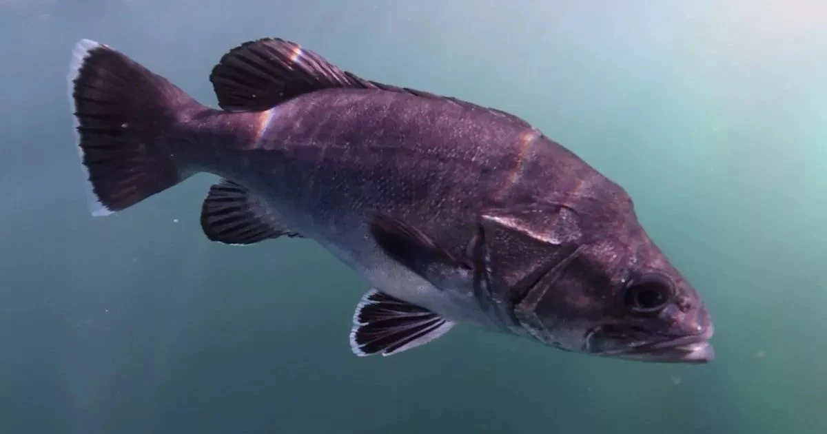 Sự xuất hiện bất thường của cá Wreckfish và các loài kỳ lạ tại Cornwall