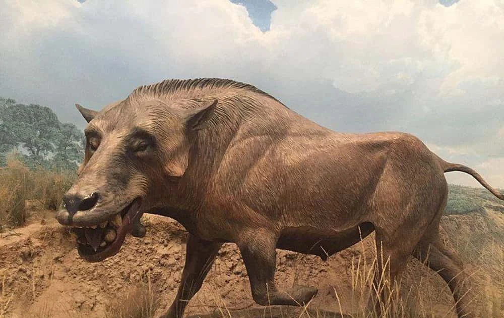 ‘Lợn địa ngục’ Bắc Mỹ có sức mạnh nghiền nát xương sư tử gây kinh hãi