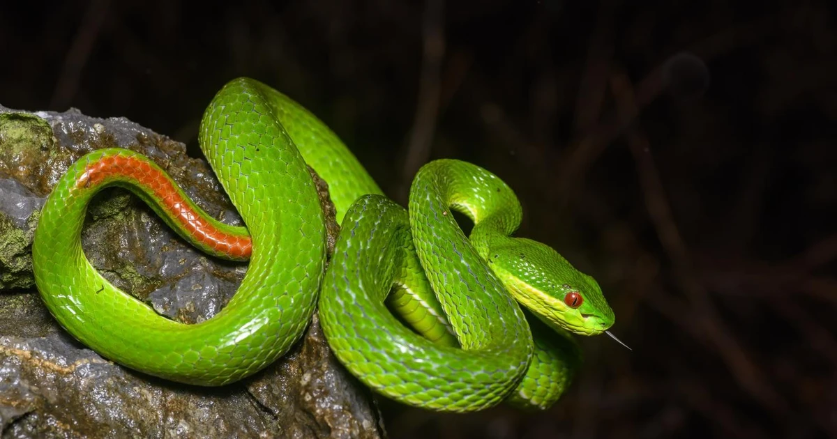 Vào mùa mưa, loài rắn độc này liên tục tấn công người