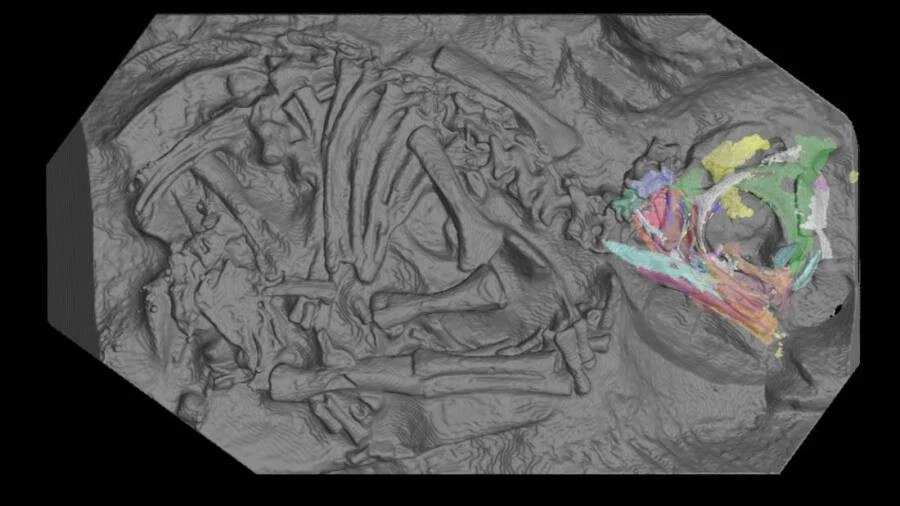 Phân tích phôi khủng long cổ đại qua công nghệ quét 3D siêu phân giải