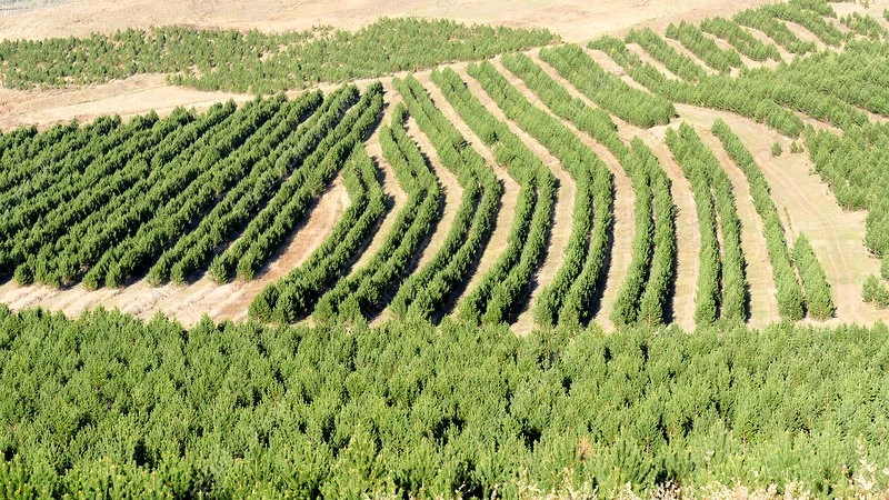 Vạn Lý Trường Thành Xanh gây chấn động với quy mô cây trồng khổng lồ