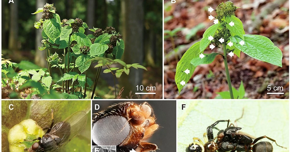 Bí ẩn loài cây bắt chước kiến để sinh tồn thụ phấn