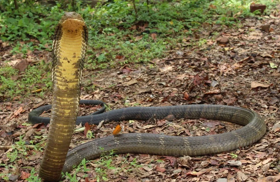 Rắn hổ mang chúa quý hiếm bất ngờ xuất hiện giữa khu dân cư