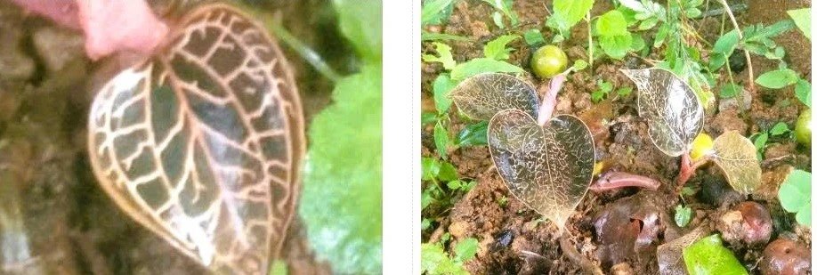 Phát hiện loài lan quý hiếm tại Pù Luông mang giá trị y học và thẩm mỹ