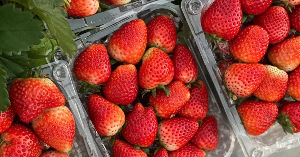 Mẹo phân biệt dâu tây Mộc Châu và Trung Quốc