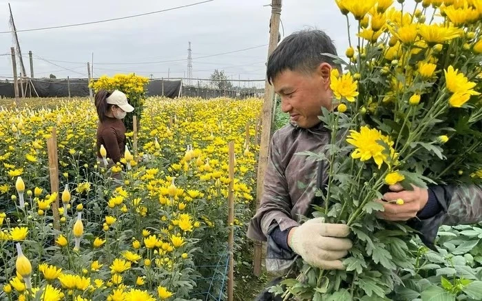 Làng hoa truyền thống tất bật chuẩn bị cho Tết Nguyên đán