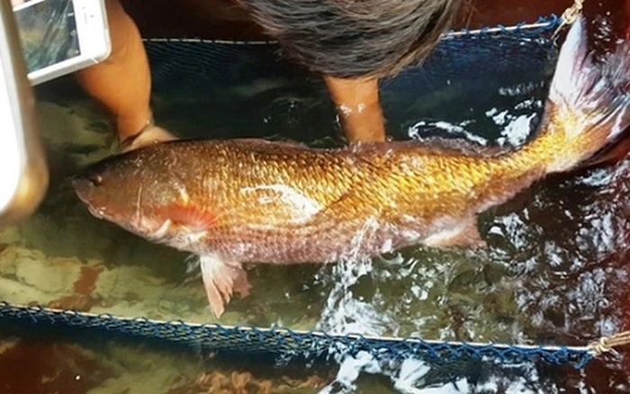 Loài cá quý hiếm giá tiền tỷ ở Việt Nam được 'săn lùng'