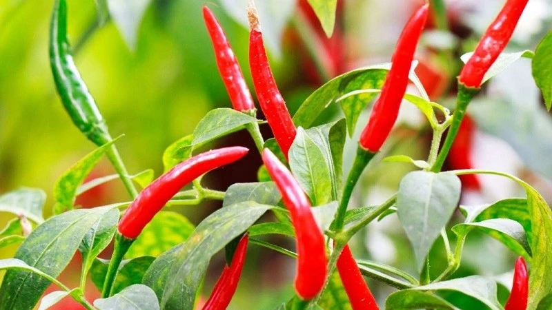 Bật mí loại gia vị mang lại 2.600 tỷ cho Việt Nam