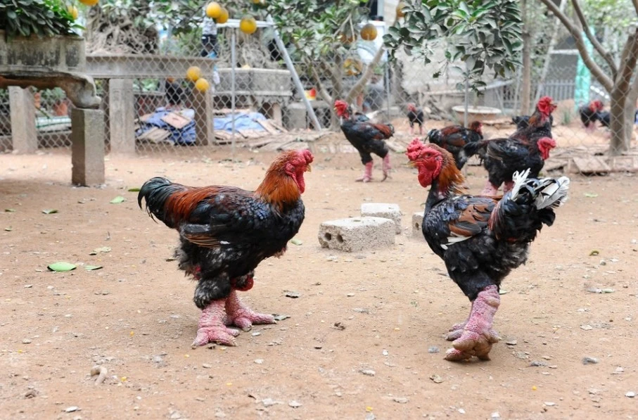 Gà Đông Tảo tại Hưng Yên đắt khách dịp Tết Nguyên đán