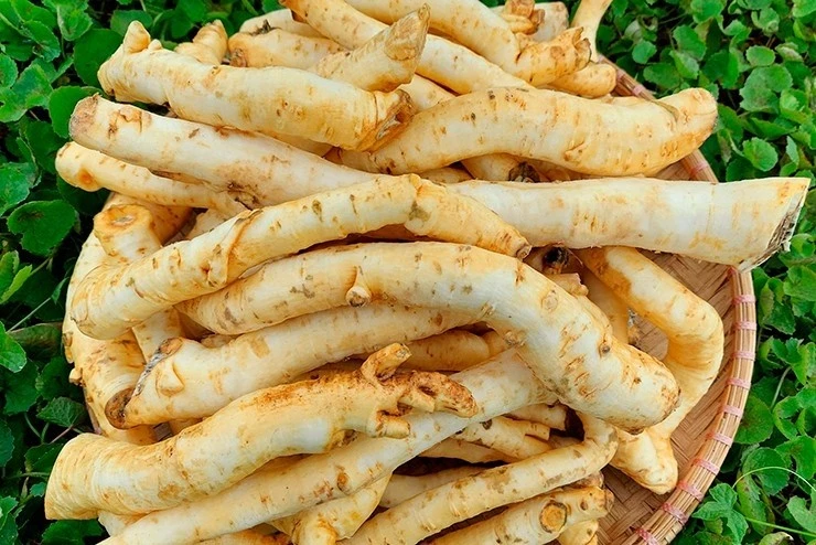 Rễ cây tưởng bỏ đi thành đặc sản hút khách dịp Tết Nguyên đán