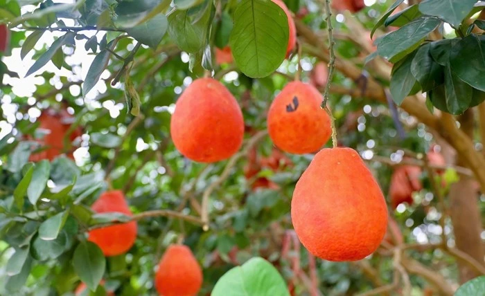 Bưởi đỏ Đông Cao 400.000 đồng/quả hút khách dịp Tết