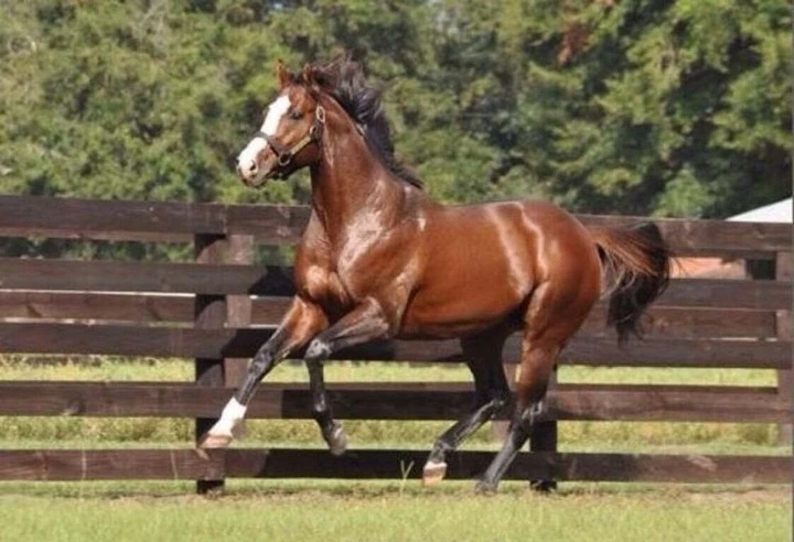 Những chú ngựa đắt giá nhất thế giới