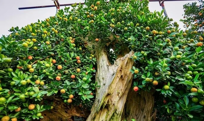 Độc đáo quất gỗ lũa Tứ Liên chuẩn bị đón Tết Nguyên đán Bính Ngọ 2026