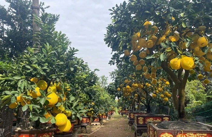 Bưởi Diễn về TP HCM sớm, giá tăng cao hơn năm ngoái