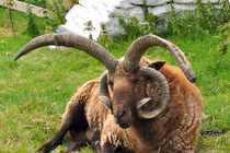 Giống cừu bốn sừng kỳ lạ, thịt ngon nổi tiếng thế giới