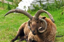 Giống cừu bốn sừng kỳ lạ, thịt ngon nổi tiếng thế giới